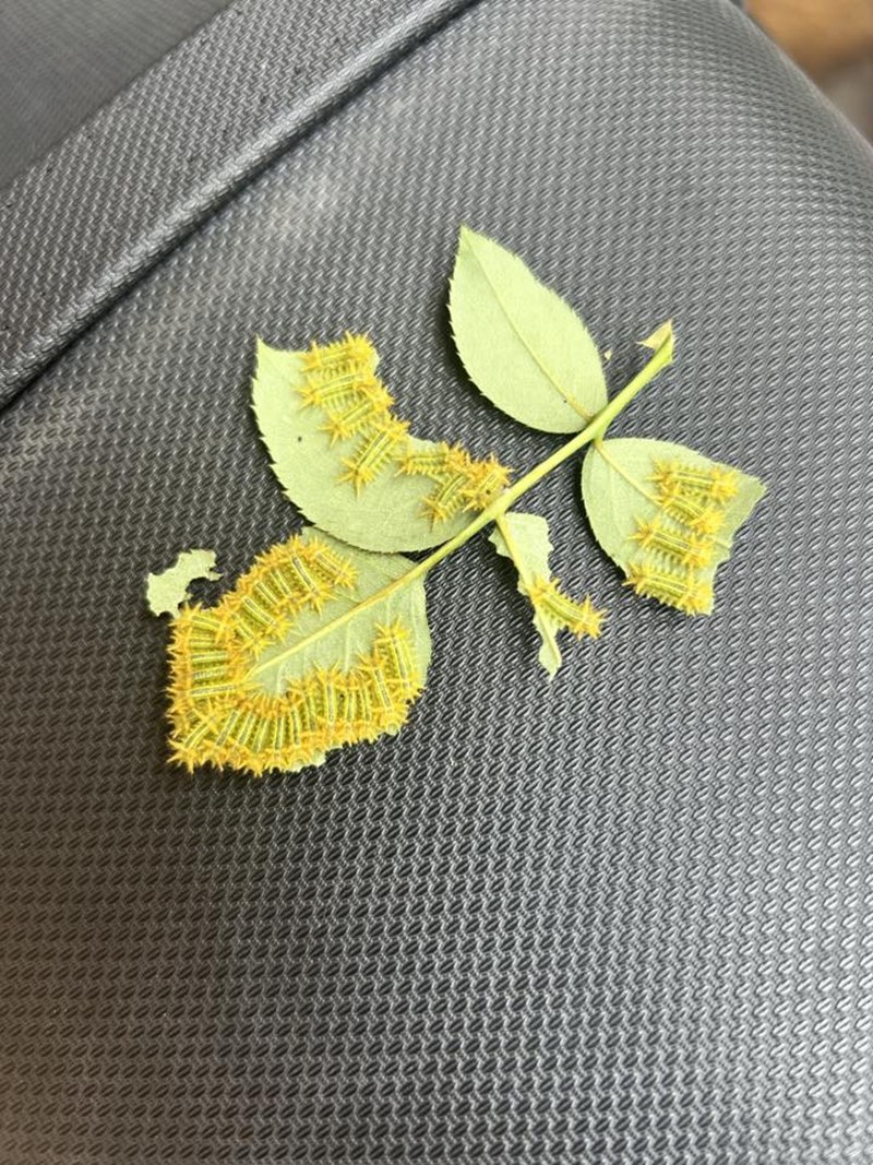 เจอแมลงปริศนาเกาะใบกุหลาบ คือตัวอะไร คนแห่เมนต์เตือน