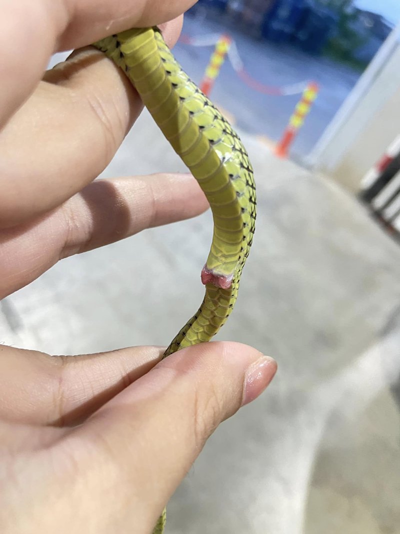 เจองูปริศนา พอจับขึ้นมาถึงกับสะดุดตา ติ่งใต้ท้องส่วนนี้คืออะไร