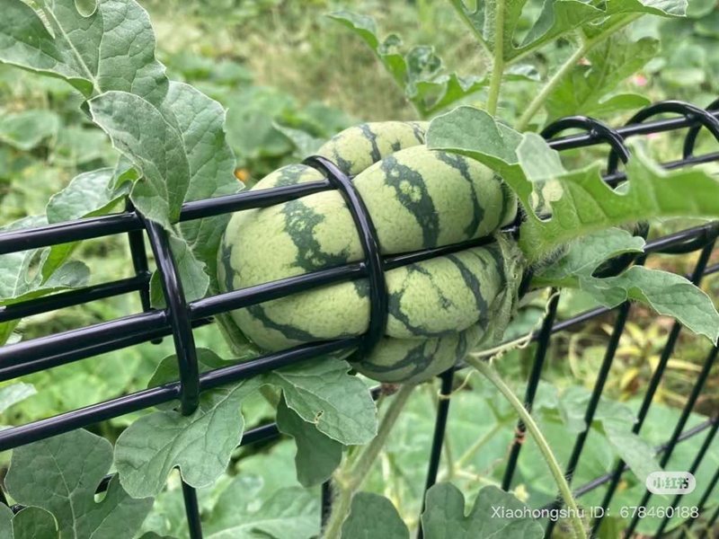 ไวรัล เจอแตงโมโตผิดที่ ขอคำแนะนำเอาออกยังไงดี หรือจะต้องเสียรั้ว 