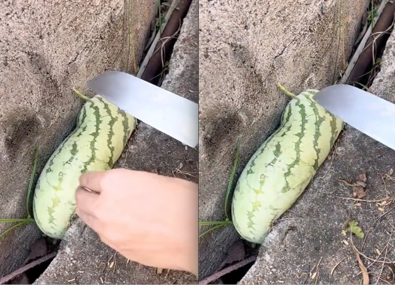 ไวรัล เจอแตงโมโตผิดที่ ขอคำแนะนำเอาออกยังไงดี หรือจะต้องเสียรั้ว 