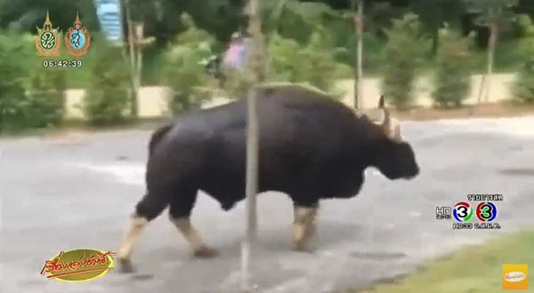 แตกตื่น ! กระทิงป่า-หมีควาย โผล่เดินเล่น ปีนต้นไม้ ในเขตชุมชน 