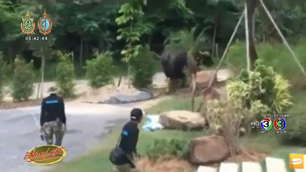 แตกตื่น ! กระทิงป่า-หมีควาย โผล่เดินเล่น ปีนต้นไม้ ในเขตชุมชน