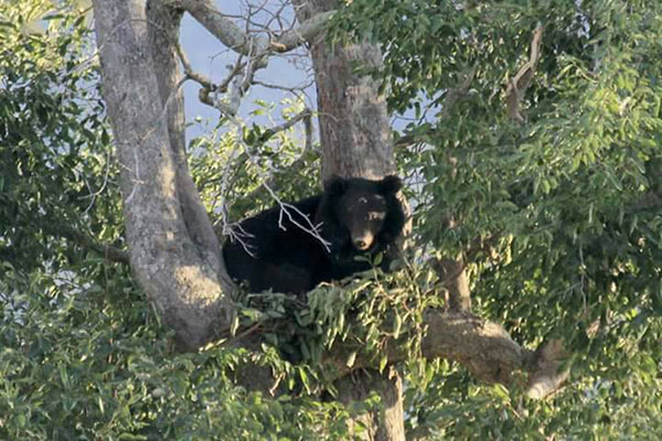 แตกตื่น ! กระทิงป่า-หมีควาย โผล่เดินเล่น ปีนต้นไม้ ในเขตชุมชน