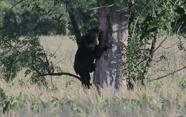 แตกตื่น ! กระทิงป่า-หมีควาย โผล่เดินเล่น ปีนต้นไม้ ในเขตชุมชน