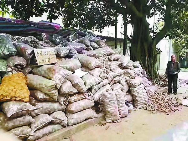 ลุงชาวไร่จนปัญญา เทมันฝรั่ง 32 ตันขายข้างทาง ซึ้งน้ำใจ คนแห่อุดหนุนวันเดียวหมด