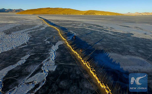 เปิดภาพแห่งความงดงาม จากดินแดนทิเบต ขณะพาฝูงแกะนับร้อย อพยพหนีหนาว 