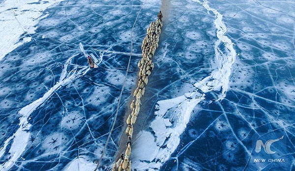 เปิดภาพแห่งความงดงาม จากดินแดนทิเบต ขณะพาฝูงแกะนับร้อย อพยพหนีหนาว 