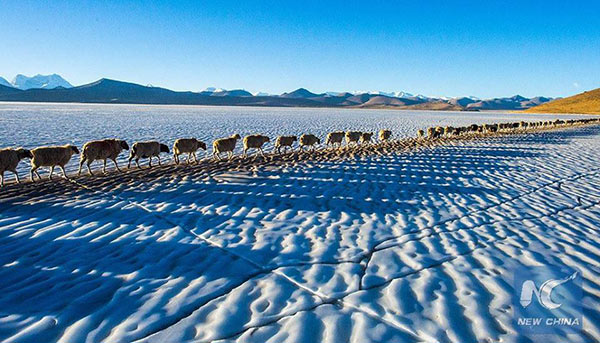 เปิดภาพแห่งความงดงาม จากดินแดนทิเบต ขณะพาฝูงแกะนับร้อย อพยพหนีหนาว 