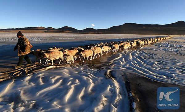 เปิดภาพแห่งความงดงาม จากดินแดนทิเบต ขณะพาฝูงแกะนับร้อย อพยพหนีหนาว 