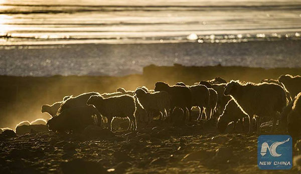 เปิดภาพแห่งความงดงาม จากดินแดนทิเบต ขณะพาฝูงแกะนับร้อย อพยพหนีหนาว 