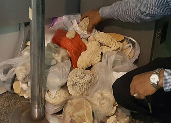 ยึดหอยมือเสือ-ปะการัง คาสนามบินกระบี่ เหตุนักท่องเที่ยวแอบลักลอบขึ้นเครื่อง