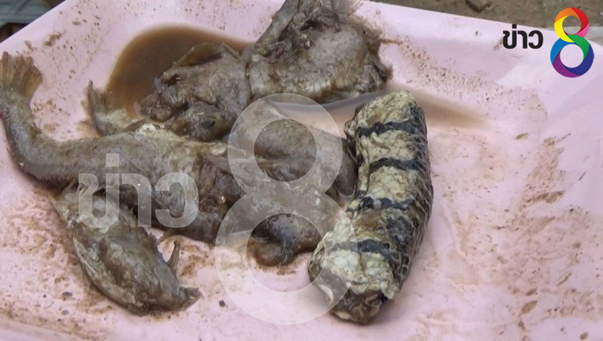 ผงะ ! ชาวบ้าน จ.กำแพงเพชร ซื้อปลาร้าในตลาด พบของแถมคล้ายซากงูเห่า