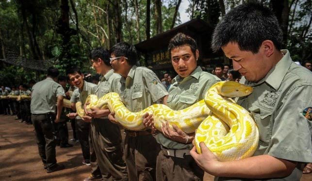 พิพิธภัณฑ์จีนรับมอบงูหลามทอง เรียงตัวกันได้ยาวกว่า 30 เมตร