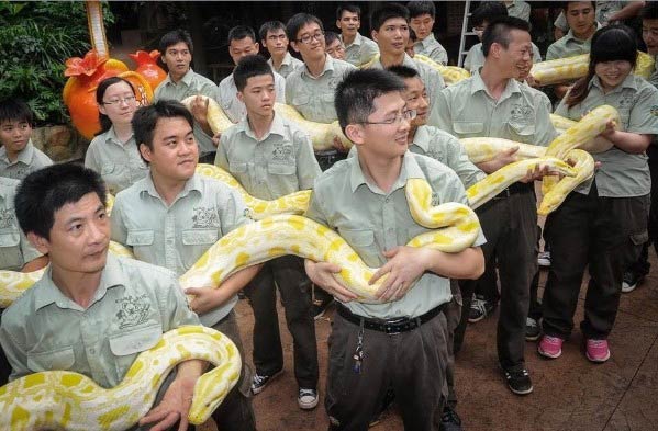 พิพิธภัณฑ์จีนรับมอบงูหลามทอง เรียงตัวกันได้ยาวกว่า 30 เมตร