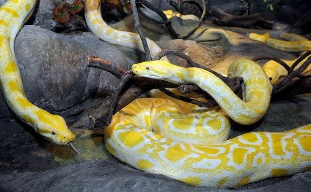 พิพิธภัณฑ์จีนรับมอบงูหลามทอง เรียงตัวกันได้ยาวกว่า 30 เมตร