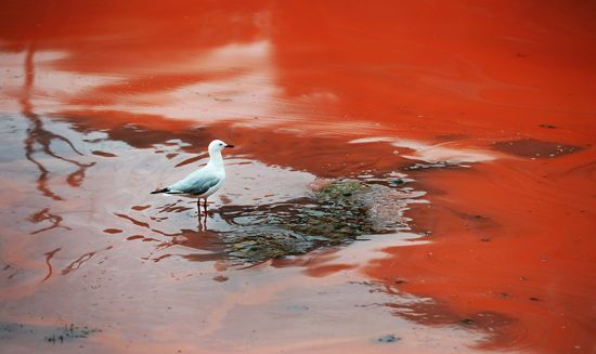 Australia: Blood Red Ocean