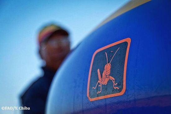 ตั๊กแตน