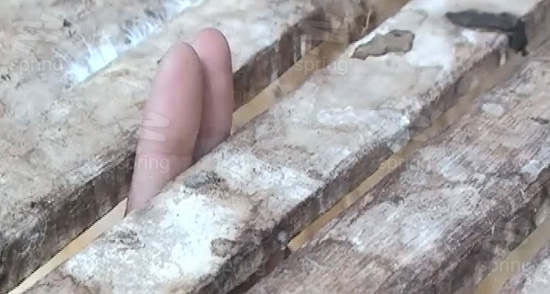 กระต่ายโดนควักไส้