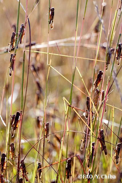 ตั๊กแตน