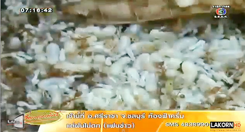 ไข่มดแดง