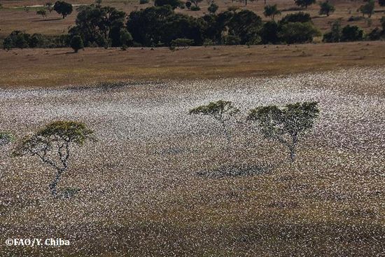 ตั๊กแตน