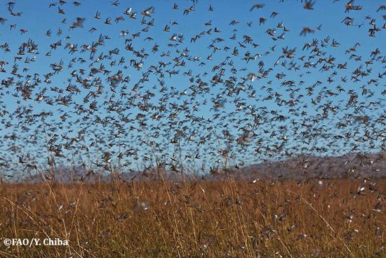 ตั๊กแตน