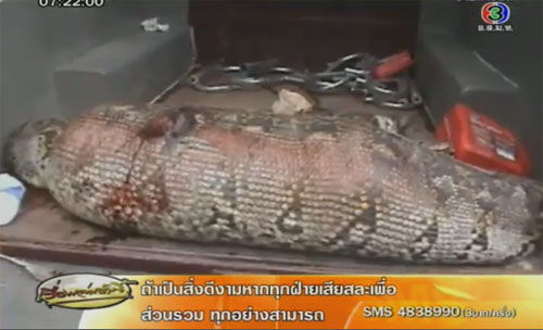 งูเหลือม