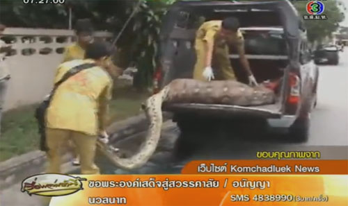 งูเหลือม
