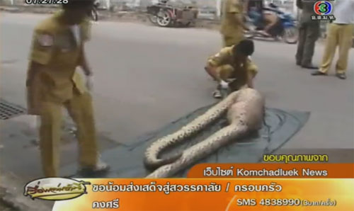 งูเหลือม