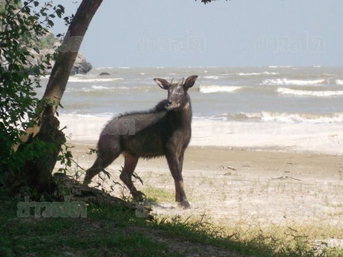 เลียงผา