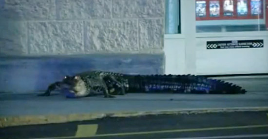 จระเข้ วอลมาร์ท,