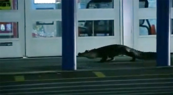 จระเข้ วอลมาร์ท,