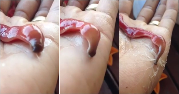 หนอนประหลาด