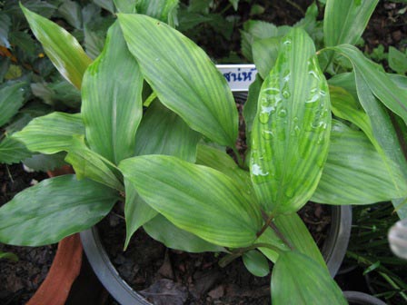 ว่านดอกทอง