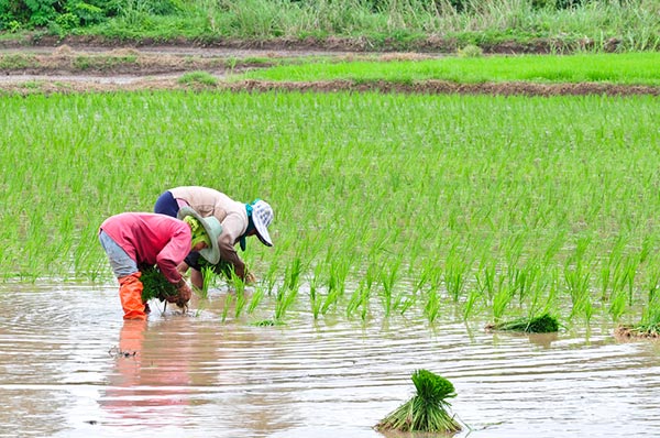 วันเกษตรแห่งชาติ