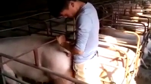 คนมีเซ็กส์กับหมู