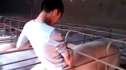 คลิปคนมีเซ็กส์กับหมู 