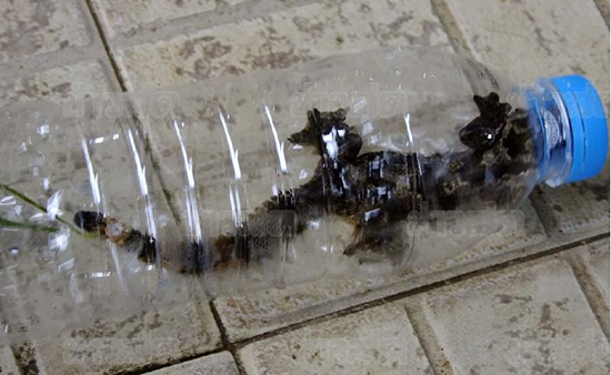 ตุ๊กแกบิน