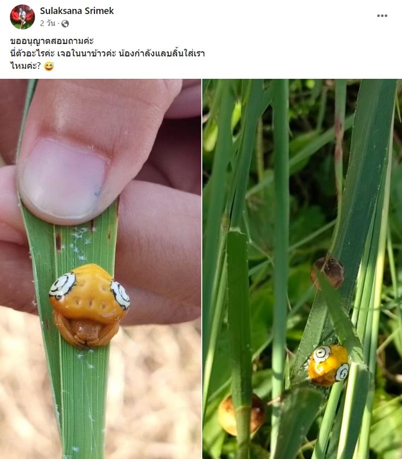 นี่ตัวอะไร