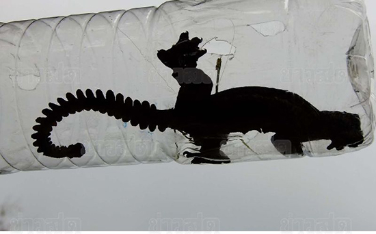 ตุ๊กแกบิน