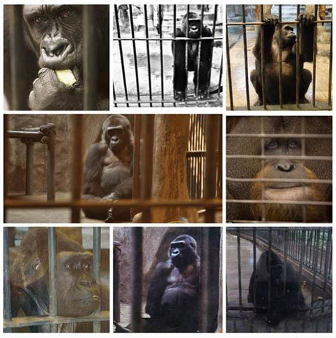 กอริลลาบัวน้อย