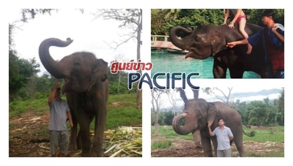 ช้างนิ้งหน่อง