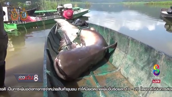 ฤดูกาลล่าปลาบึกยักษ์