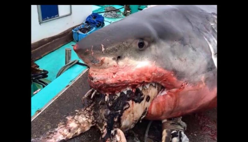 ฉลามขาวเขมือบเต่าตายสลด