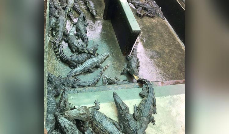 เด็กถูกจระเข้รุมขย้ำ