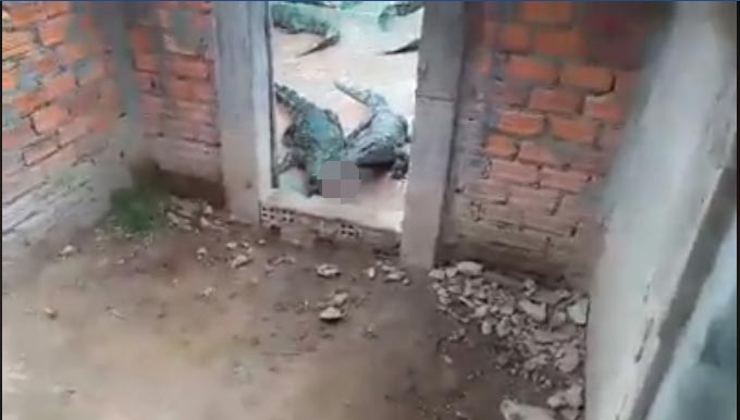 เด็กถูกจระเข้รุมขย้ำ