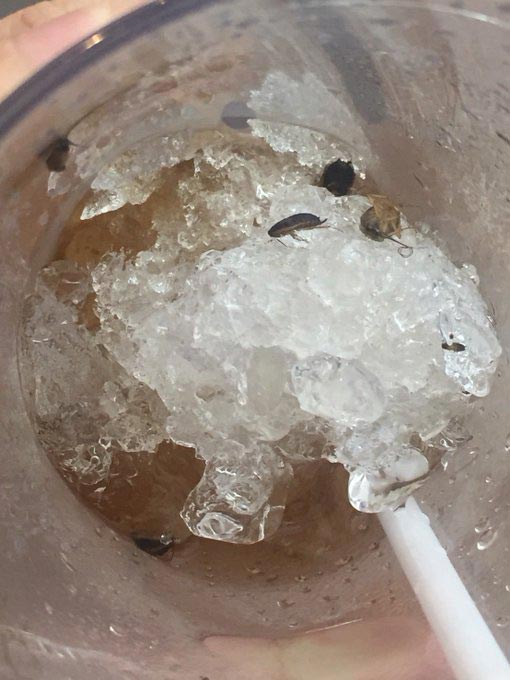 แมลงสาบในน้ำ