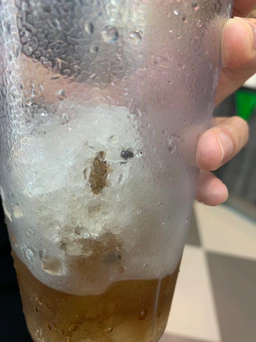 แมลงสาบในน้ำ