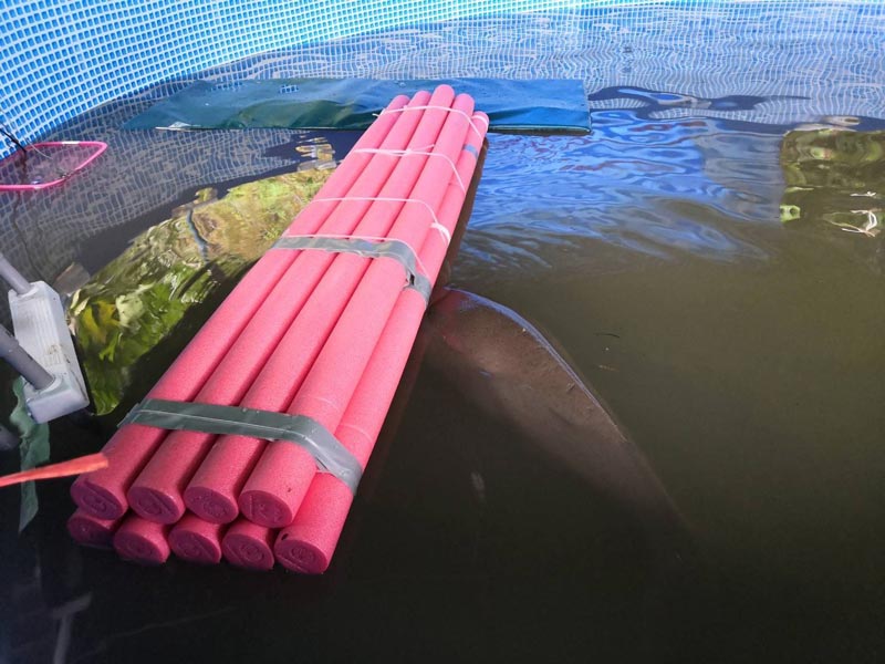 ย้ายพะยูนมาเรียม