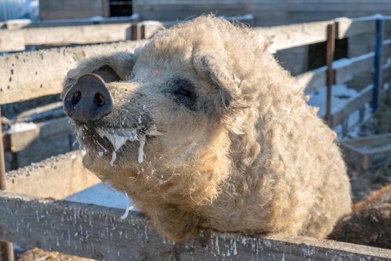 หมูรุมกินร่างเจ้าของ